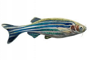 https://commons.wikimedia.org/wiki/File:202101_Zebrafish.svg